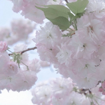 门头沟福瑞交流群